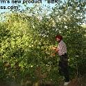 Punjab_Farm 055